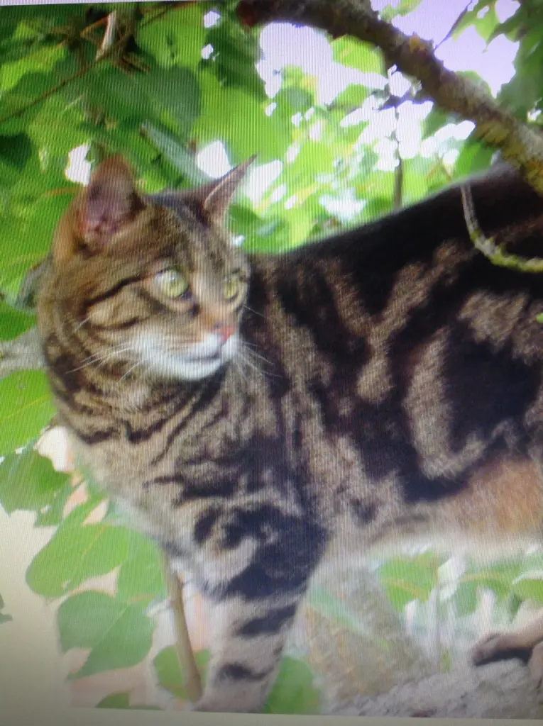 Condolence image of Frauchen