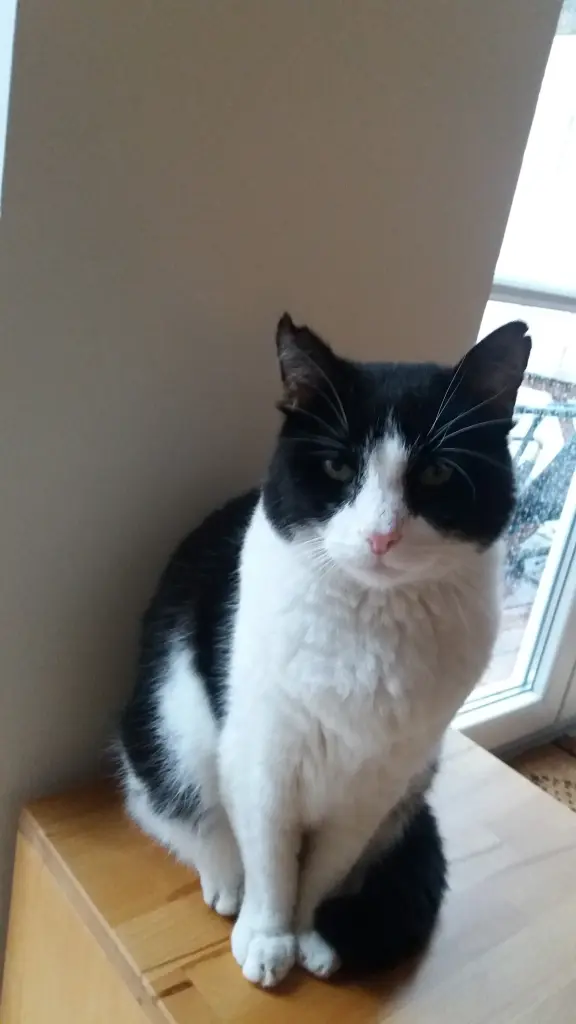 Condolence image of Monika mit Carlo im Herzen 