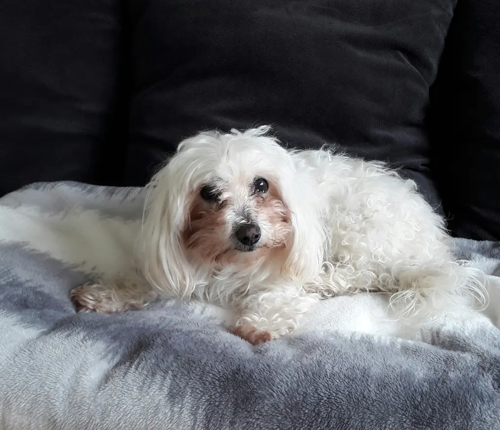 Condolence image of Manuela mit Engel Jane