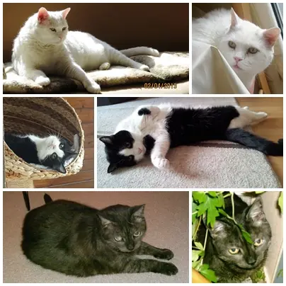 Condolence image of Ilse mit Gismo, Fee und Minna tief im Herzen