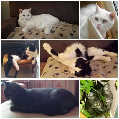 Condolence image of Ilse mit Gismo, Fee und Minna tief im Herzen