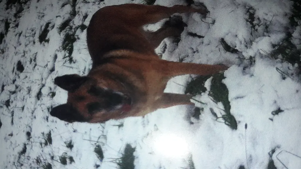 Condolence image of Claudia m. TARA im Herzen