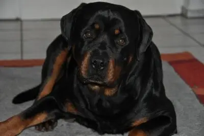 Condolence image of Monika