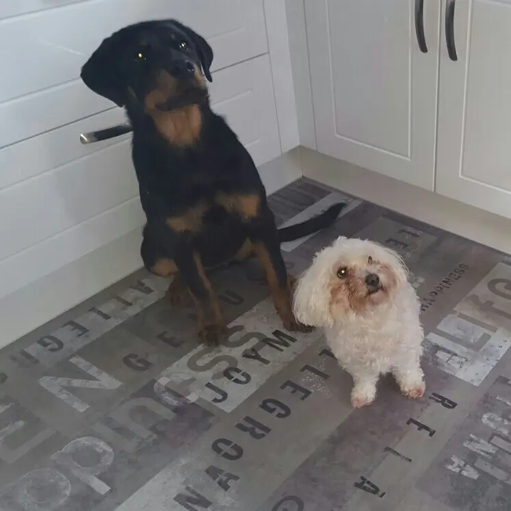 Condolence image of Manuela mit Engel Jane