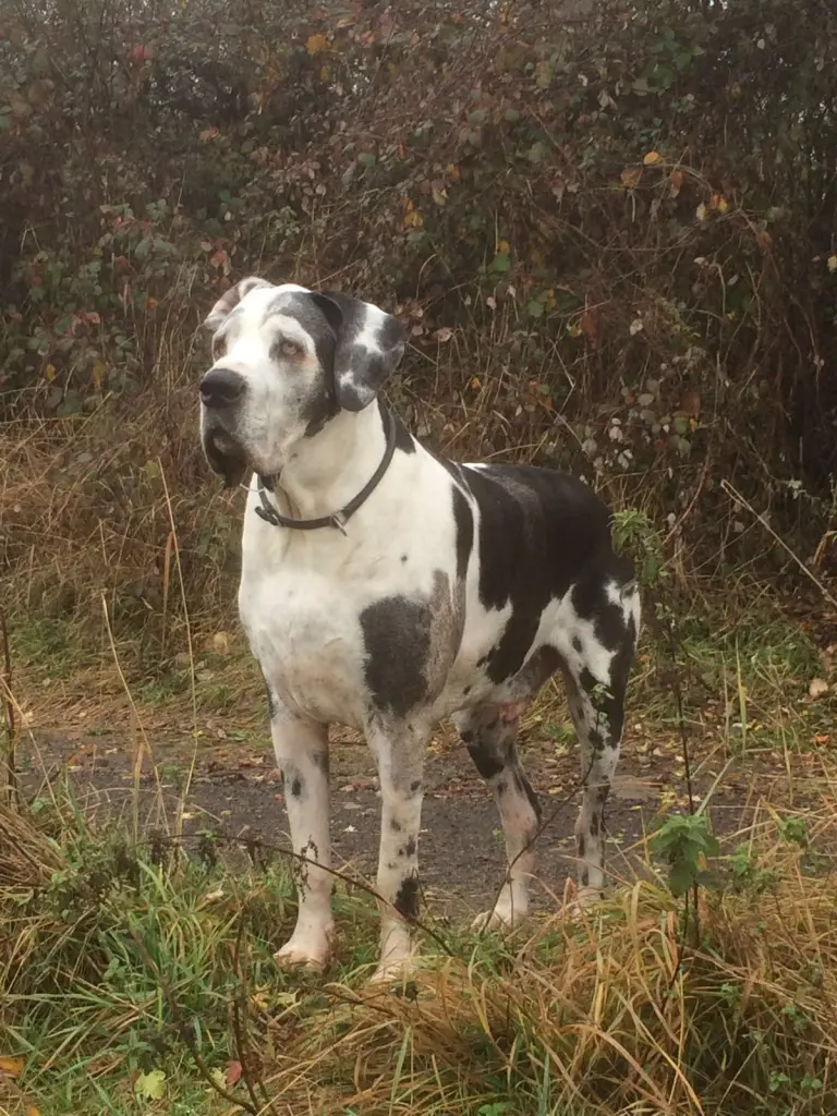 Condolence image of Esther mit Linu