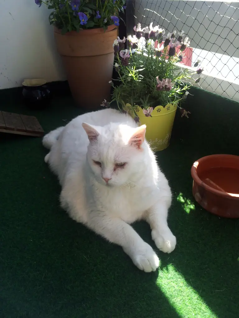 Andachtsbild von Ilse mit Fee, Minna und jetzt Gismo im Herzen