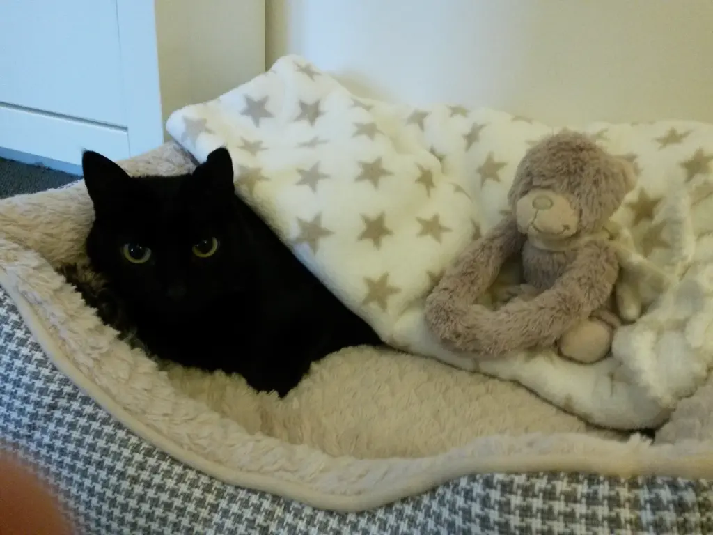 Andachtsbild von Anja mit Joy im Herz ❤