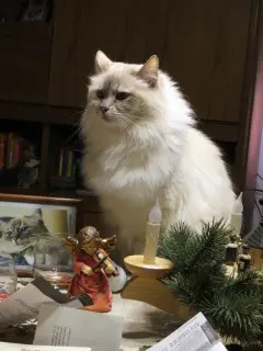 Andachtsbild von Uschi mit Seelenkatzen Jojo und Merlin