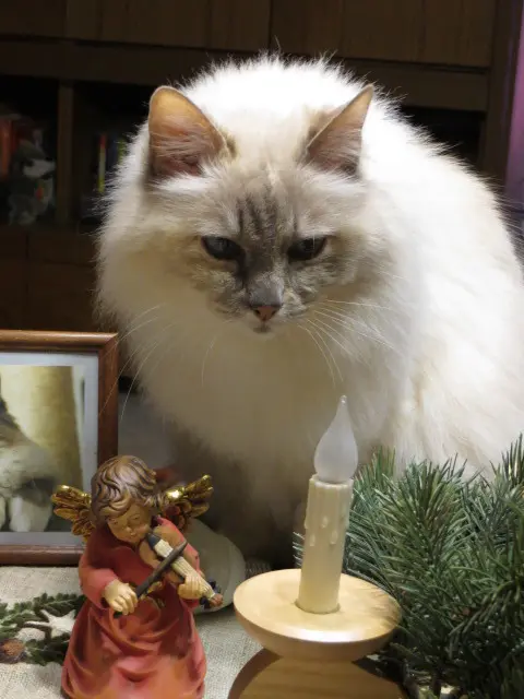 Andachtsbild von Uschi mit Seelenkatzen Jojo und Merlin