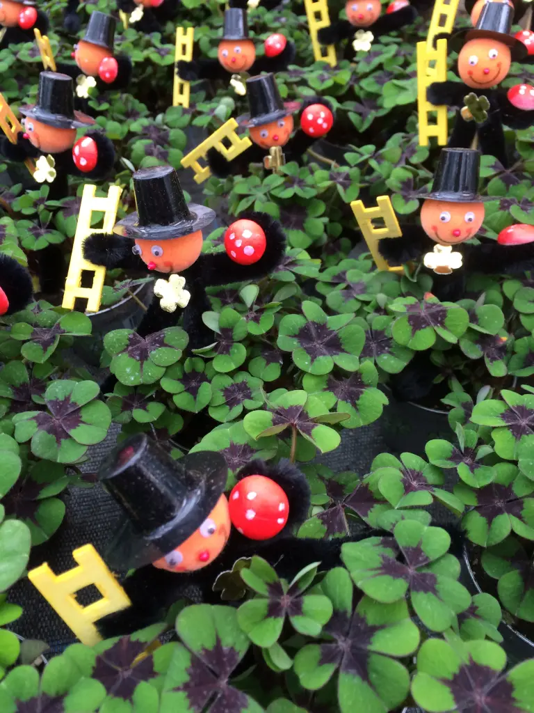 Andachtsbild von Neujahrsrosen