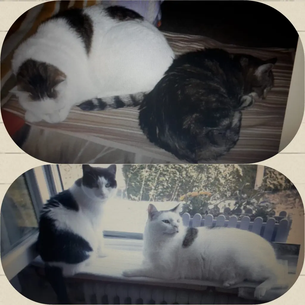 Andachtsbild von Eike und Edeltraud mit Mulle, Miezi und Jonny tief im Herzen