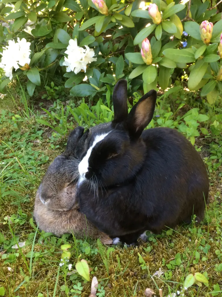 Andachtsbild von Eine Sonntagsrose für Momo