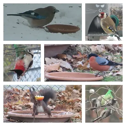 Andachtsbild von Ilse mit Gismo, Fee und Minna tief im Herzen