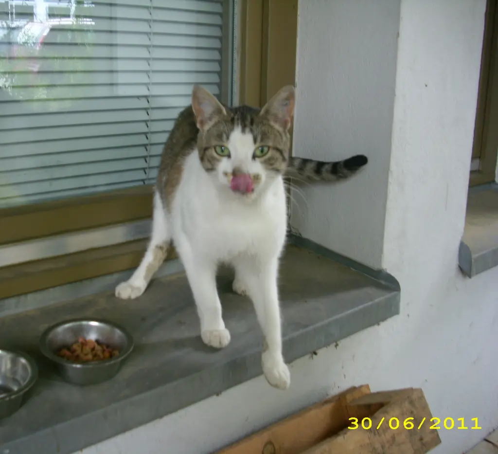 Andachtsbild von Ilse mit Gismo, Fee und Minna tief im Herzen