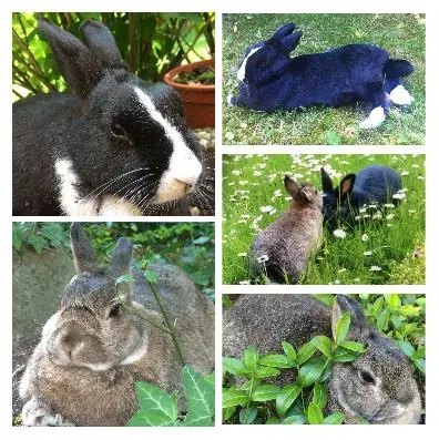 Andachtsbild von Sonnenstrahlenrosen für Momo