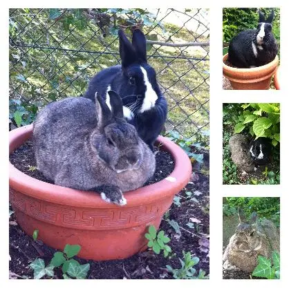 Andachtsbild von Eine Sonnenrose für Momo