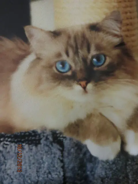 Andachtsbild von Uschi mit Seelenkatzen Jojo und Merlin