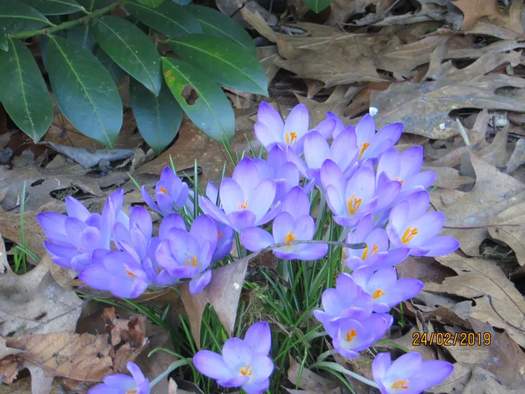 Andachtsbild von Uschi mit Seelenkatzen Jojo und Merlin