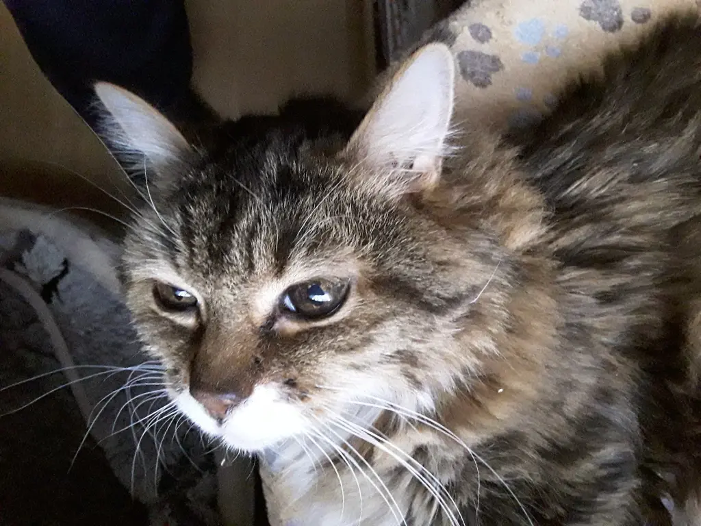 Andachtsbild von Ilse mit Jule, Gismo, Fee und Minna tief im Herzen