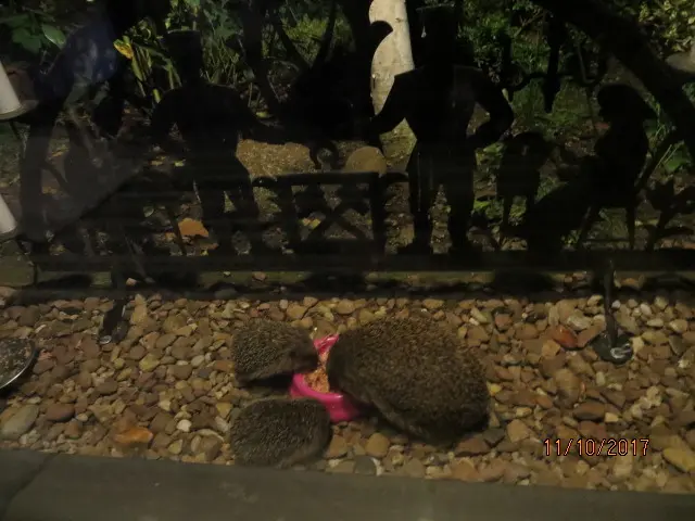 Andachtsbild von Uschi mit Seelenkatzen Jojo und Merlin