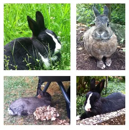 Andachtsbild von Sonntagsrosen für Momo