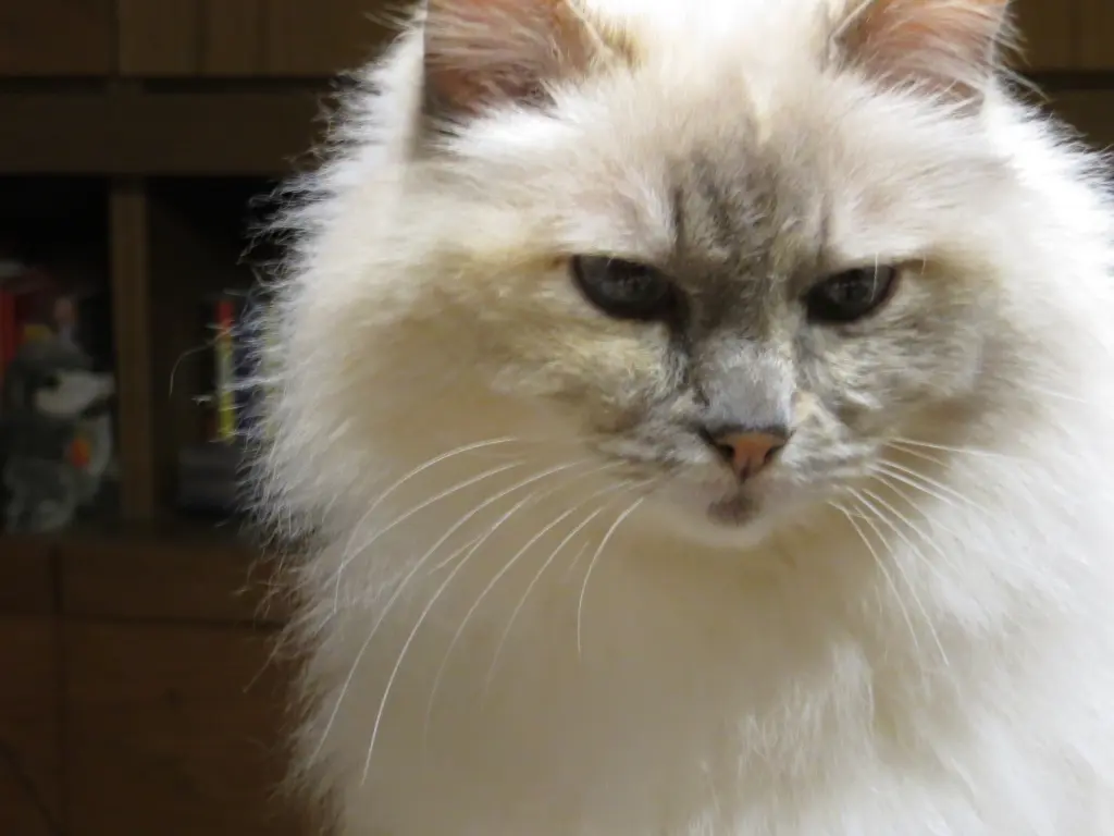 Andachtsbild von Uschi mit Seelenkatzen Jojo und Merlin