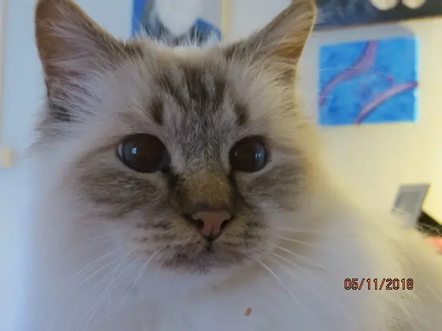 Andachtsbild von Uschi mit Seelenfreunden Shiva, Jojo und Merlin
