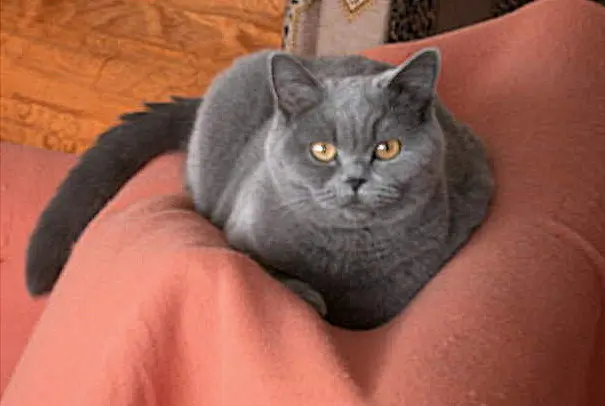 Andachtsbild von Hans u. Sibylle mit Momo † 13.11.2017