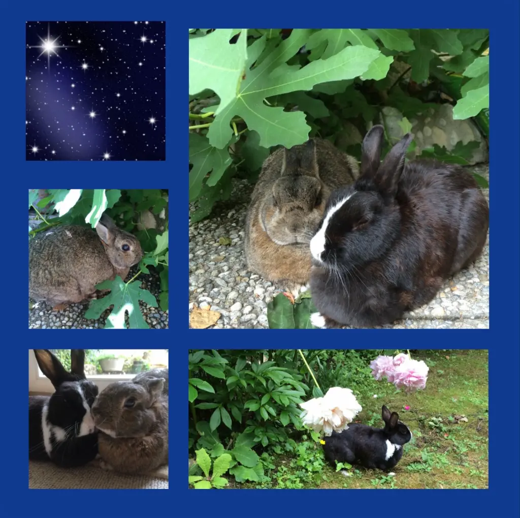 Andachtsbild von Sonntagsrosen für Momo 