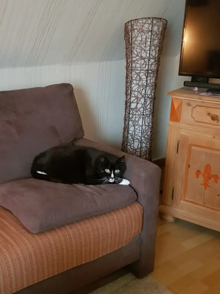 Andachtsbild von Ilse mit Tier-Sternein Jule, Gismo, Fee und Minna im Herzen