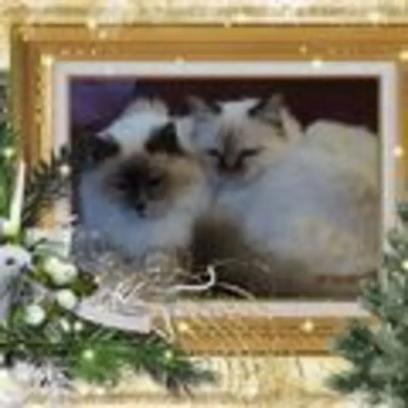 Andachtsbild von Heilig Abend im Regenbogenland