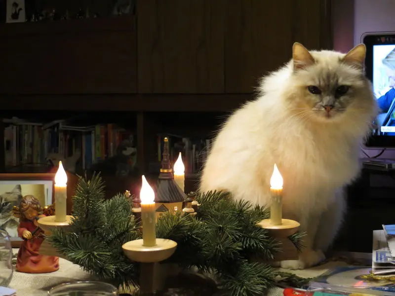 Andachtsbild von Uschi mit Seelenfreunden Shiva, Jojo und Merlin