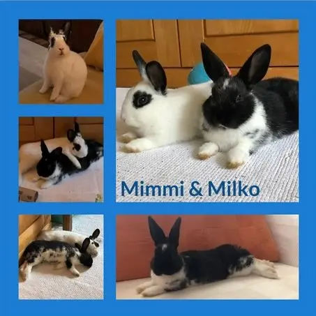 Andachtsbild von Eine Rose für Momo 