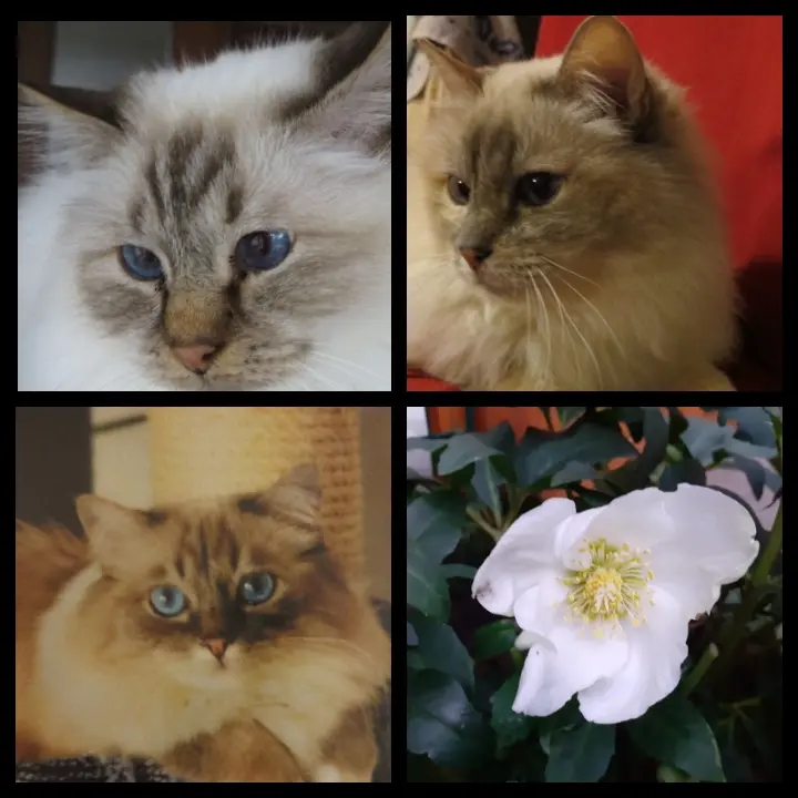 Andachtsbild von Uschi mit Seelenfreunden Shiva, Jojo und Merlin