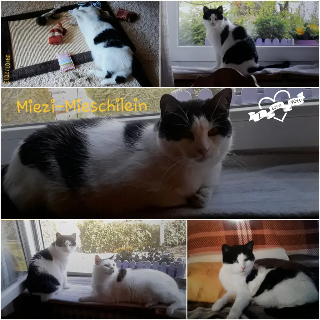 Andachtsbild von Eike und Edeltraud mit Mulle Miezi und Jonny tief im Herzen ♥️♥️♥️