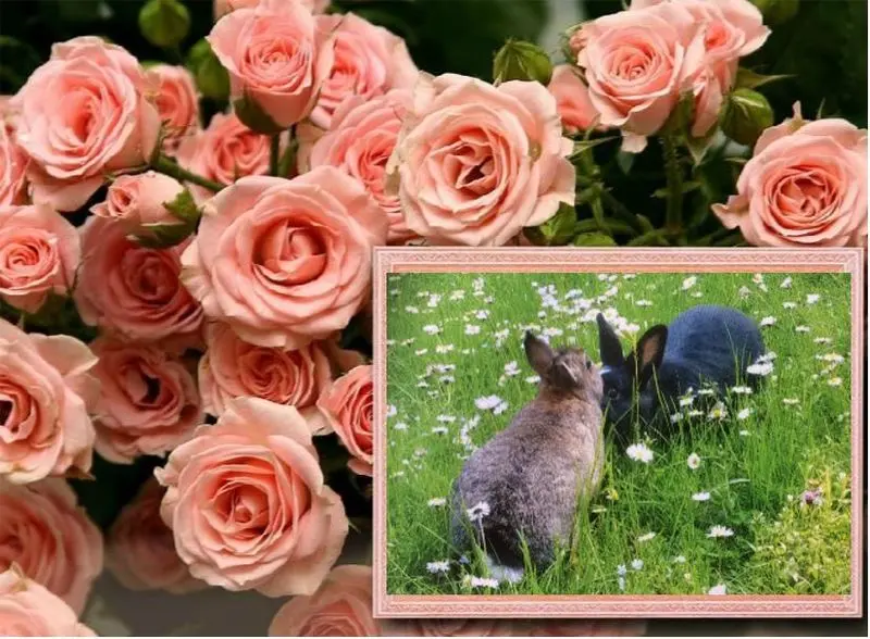 Andachtsbild von Rosen für Momo 