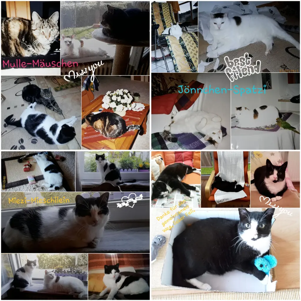 Andachtsbild von Eike und Edeltraud mit Mulle Miezi ,Jonny und Felix tief im Herzen♥️♥️ 