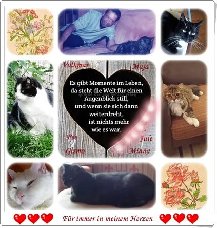 Andachtsbild von Ilse mit Katzen-Sternlein Maja, Jule, Gismo, Fee und Minna tief im Herzen