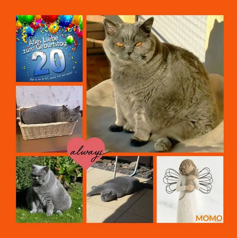 Andachtsbild von Rosen für Momo 