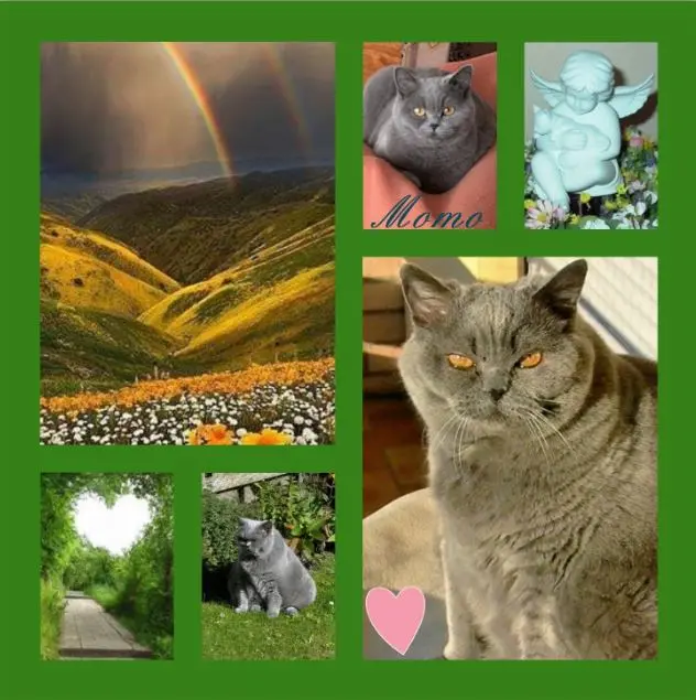 Andachtsbild von Rosen zum Sternchengeburtstag für Momo