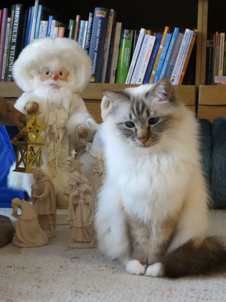 Andachtsbild von Uschi mit ihren Sternchen Shiva, Jojo und Merlin