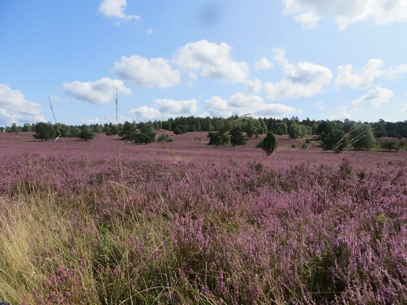 Andachtsbild von Uschi mit ihren Seelenfreunden Shiva, Jojo und Merlin