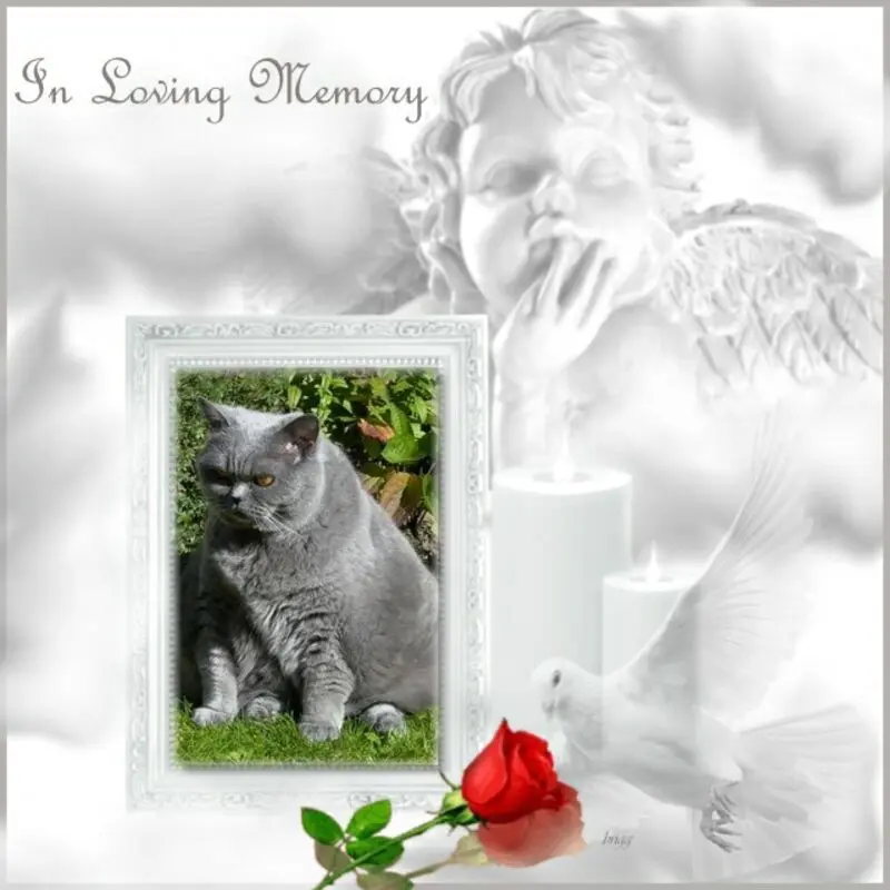 Andachtsbild von 4.Sternchen❤️Gedenktag❤️❤️❤️❤️