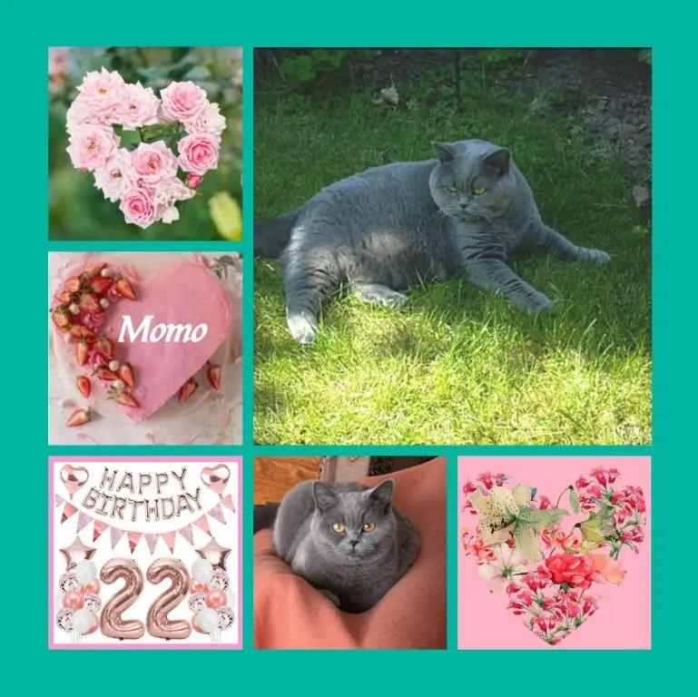 Andachtsbild von 22 Rosensträuße für Momo