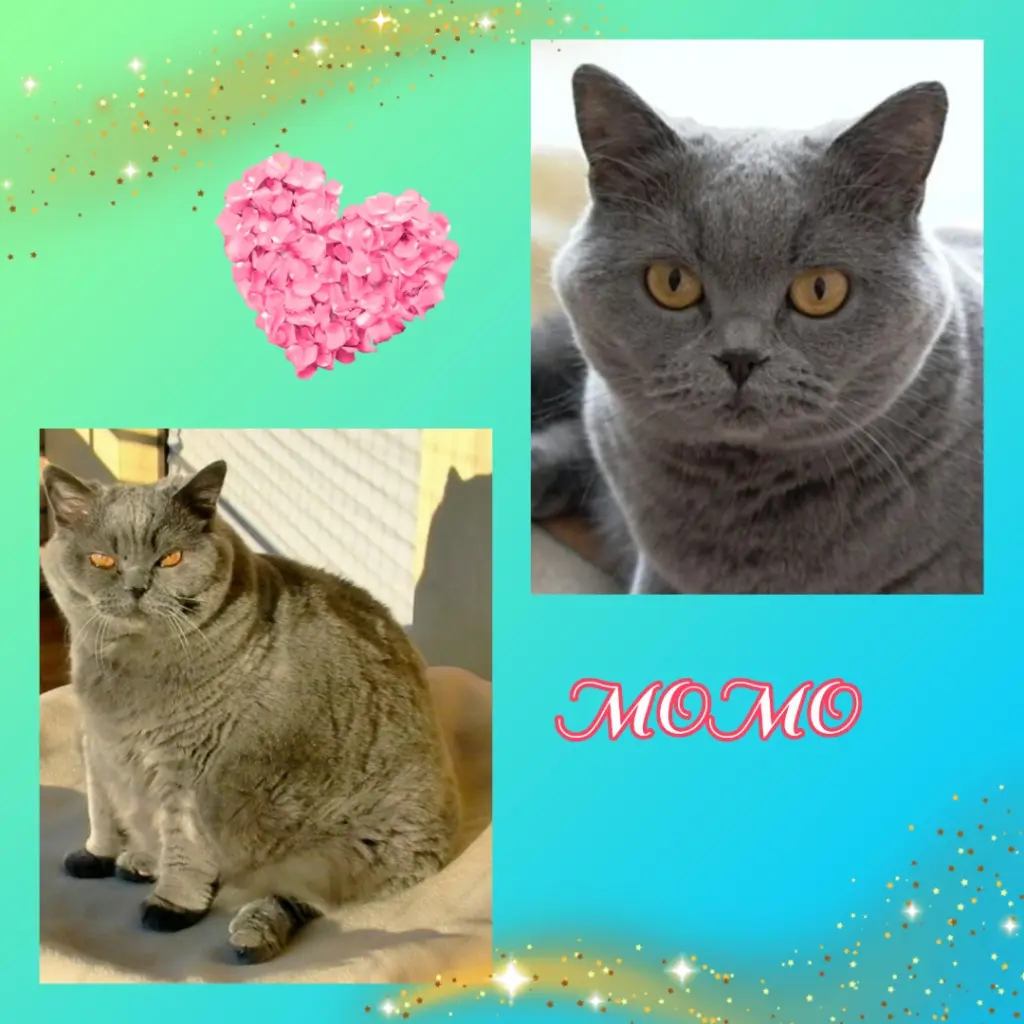 Andachtsbild von ❤️Eike und Edeltraud mit unseren Sternchen tief im Herzen ❤️ ❤️ ❤️ ❤️ ❤️ ❤️ ❤️ ❤️