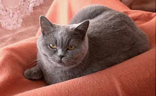 Andachtsbild von Hans u. Sibylle mit Momo † 13.11.2017