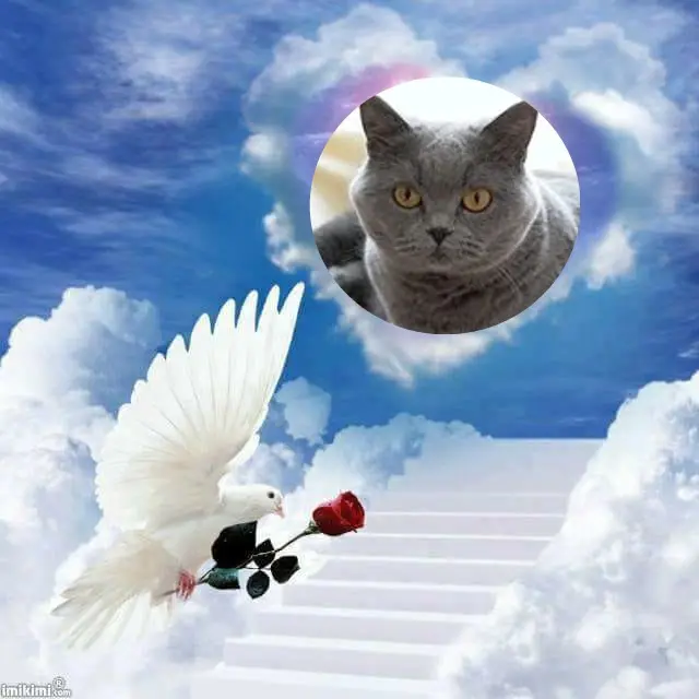 Andachtsbild von 6.Sternchen⭐️Gedenktag❤️❤️❤️❤️❤️❤️