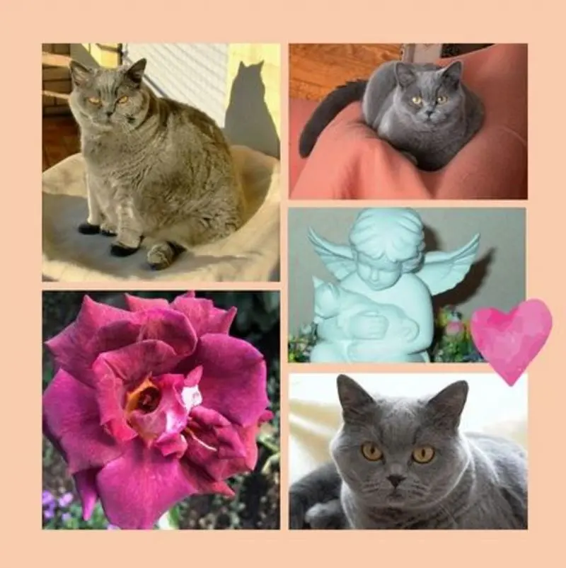 Andachtsbild von Verspätete Geburtstagsrosen für Momo