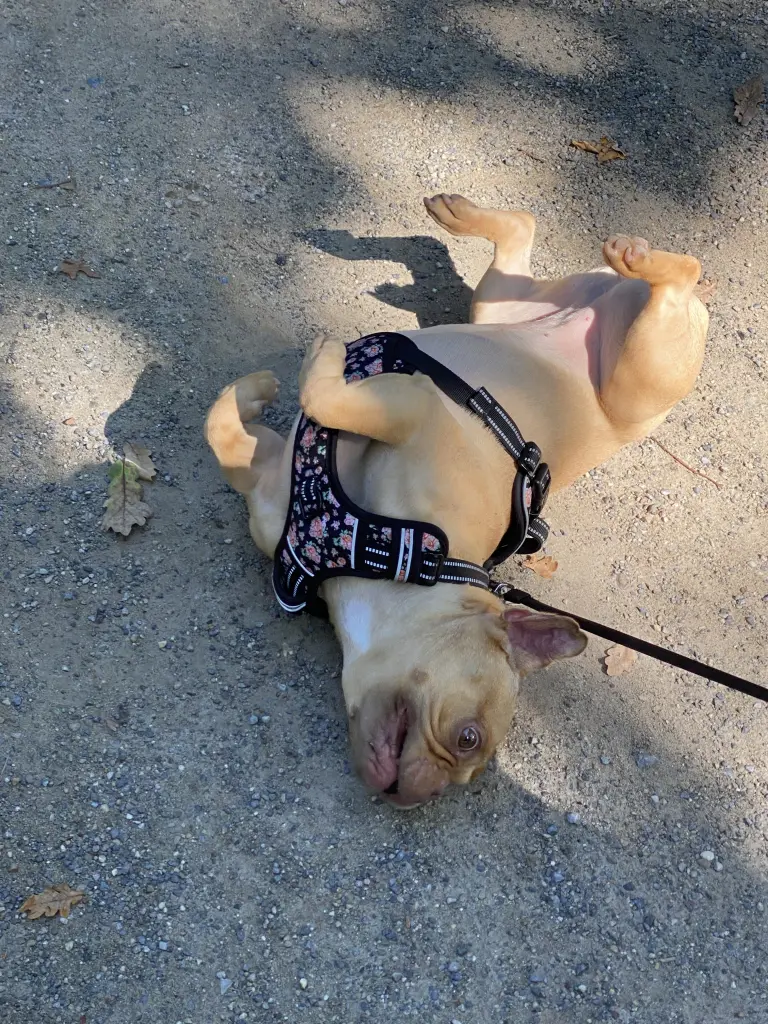 Andachtsbild von Luisa