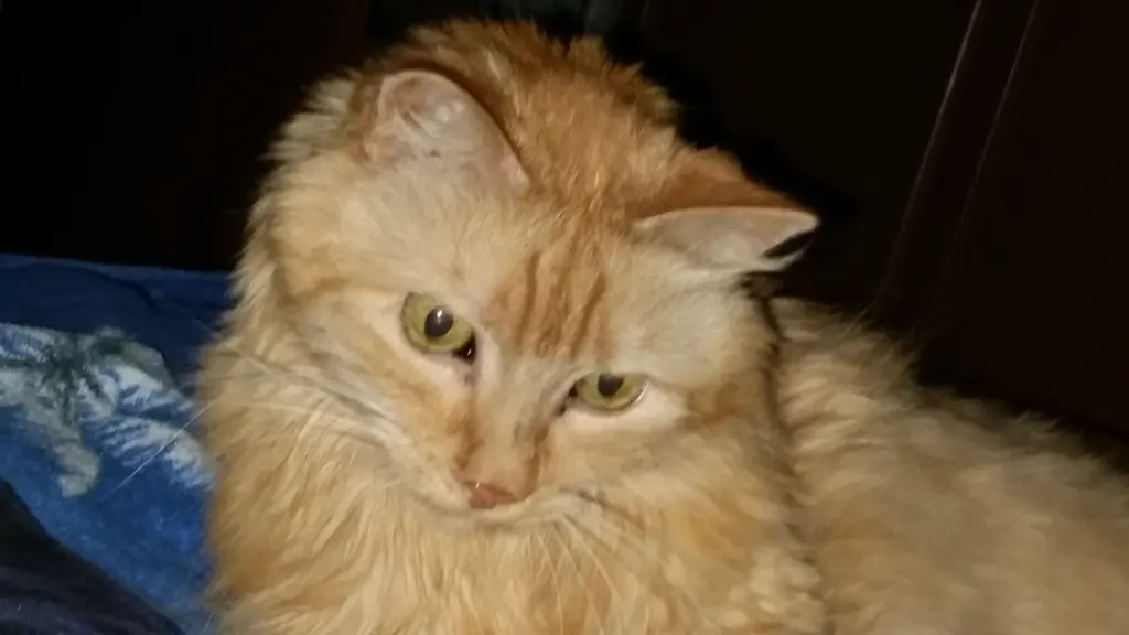 Image from kleiner Bär
